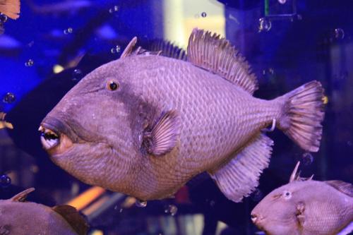 舌骨魚的做法_骨舌魚科_骨舌魚科都有什么魚