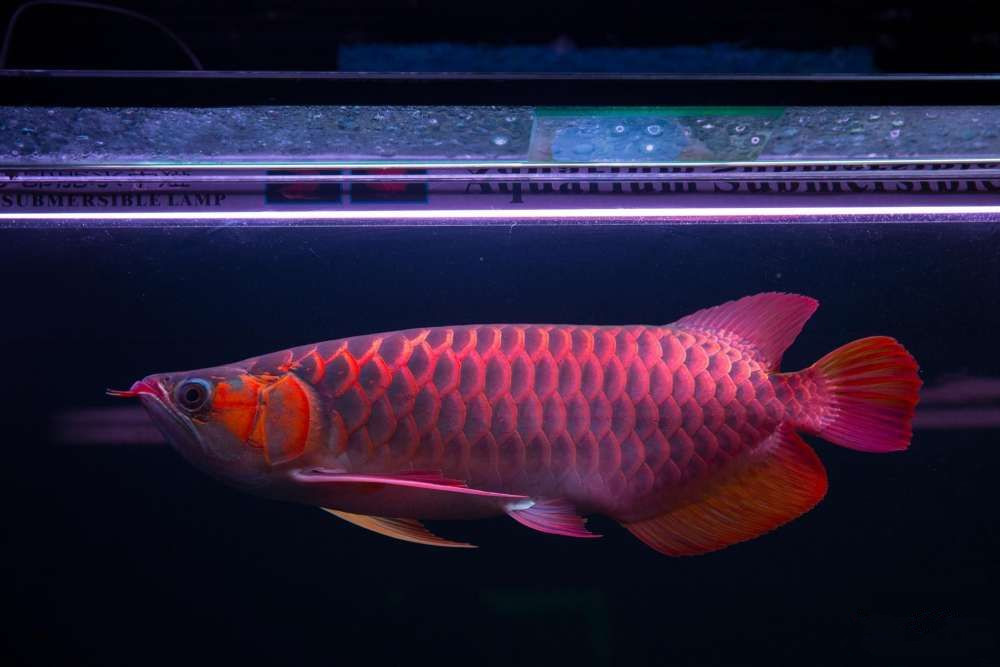 龍魚和青龍魚的區別，你知道嗎？娃娜
