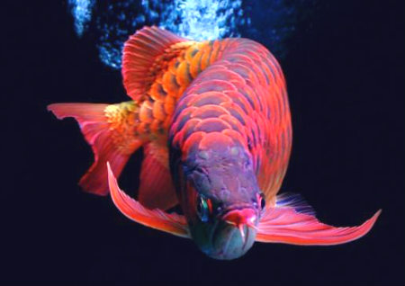 細心推舉的飼養龍魚的方法，盼望可以對您有所關心