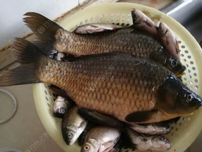 《釣魚看漂》游戲背景高度仿真鯽魚、鯉魚、草魚
