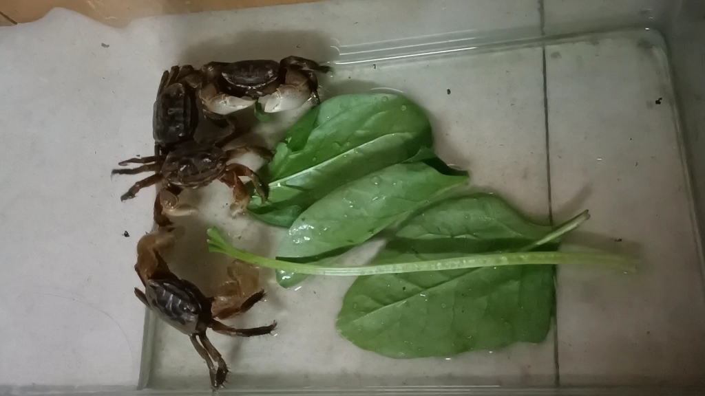 螃蟹怎么養才能活得長久一些_螃蟹長久養活得才能吃嗎視頻_螃蟹能養多久不會死