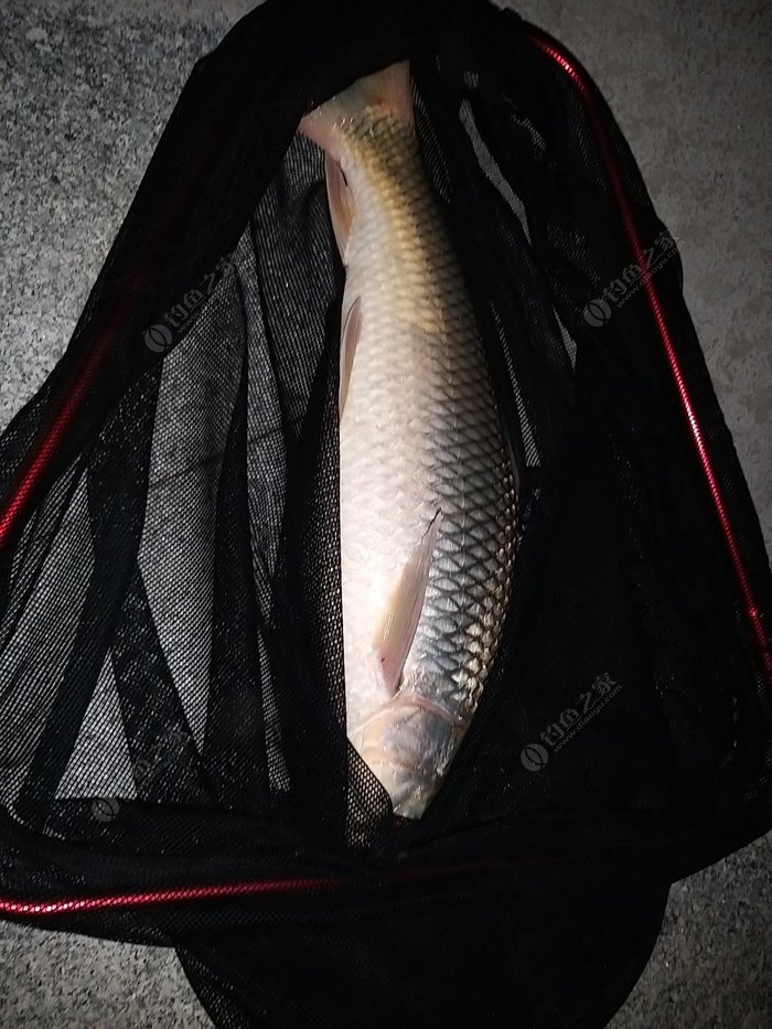 釣魚漂看不見動_釣魚漂看不清楚怎么辦_釣魚看漂
