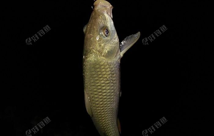 釣魚漂看不清楚怎么辦_釣魚看漂_釣魚漂看不見動