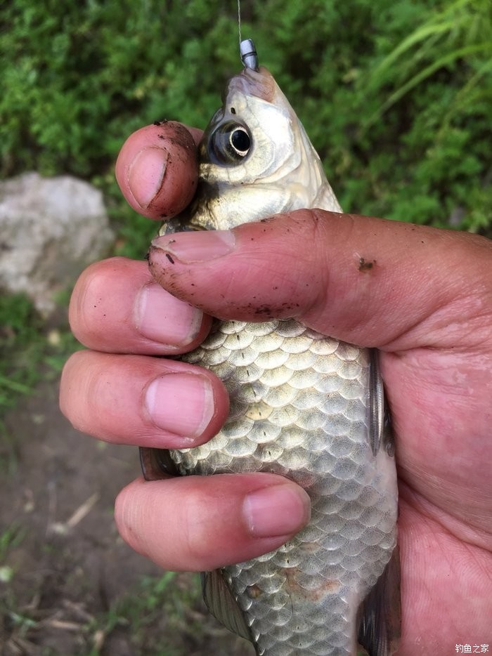 釣黃顙魚_野釣黃顙魚_黃顙魚釣法