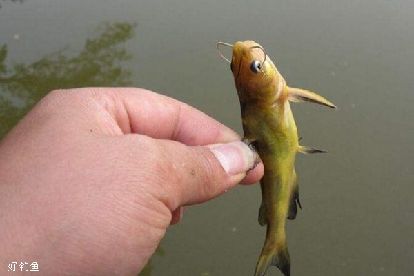 釣黃顙魚_野釣黃顙魚_黃顙魚釣法