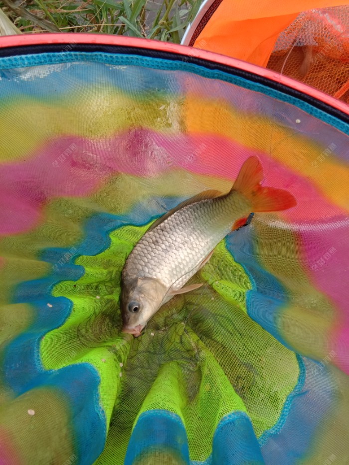 釣鯉魚技巧_釣鯉魚技巧大全_釣鯉魚技巧和方法