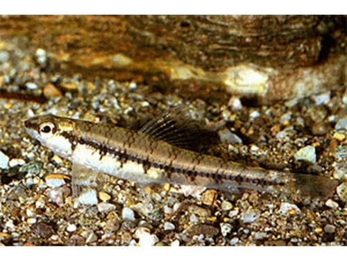 白條魚能長多大_多大能白條魚長大_多大能白條魚長的快