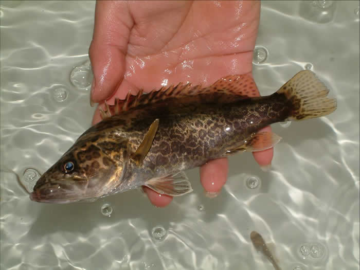 白條魚能長多大_多大能白條魚長的快_多大能白條魚長大