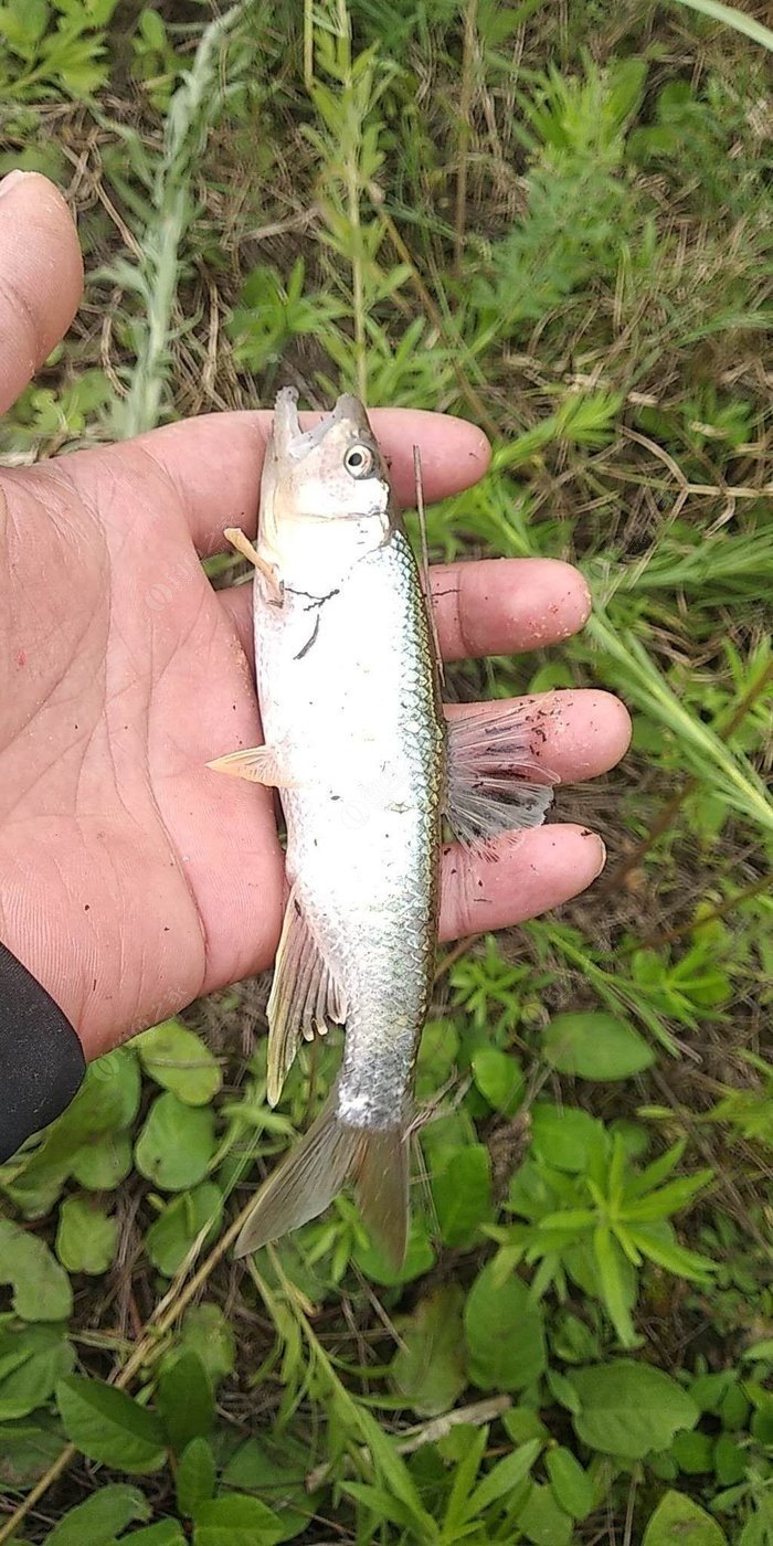 白條魚能長多大_多大能白條魚長的快_白條魚多久能長到15cm
