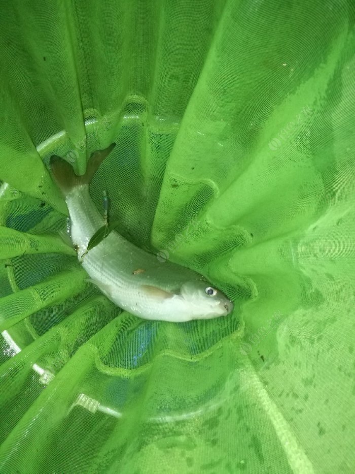 白條魚能長多大_白條魚多久能長到15cm_多大能白條魚長的快