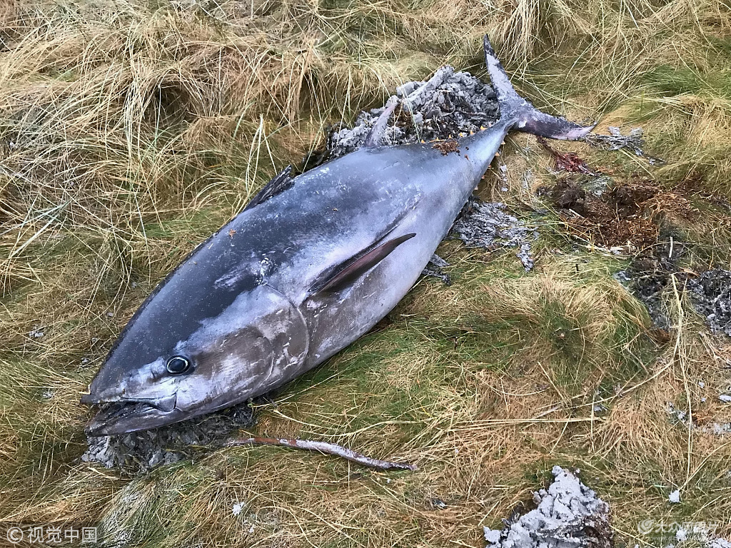 金槍魚產地_金槍魚產地是哪里_金槍魚出產國