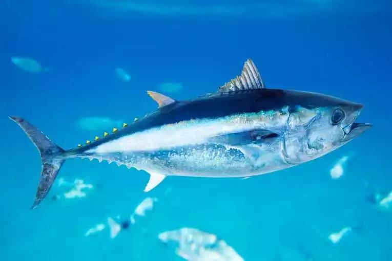 金槍魚產地是哪里_金槍魚出產國_金槍魚產地