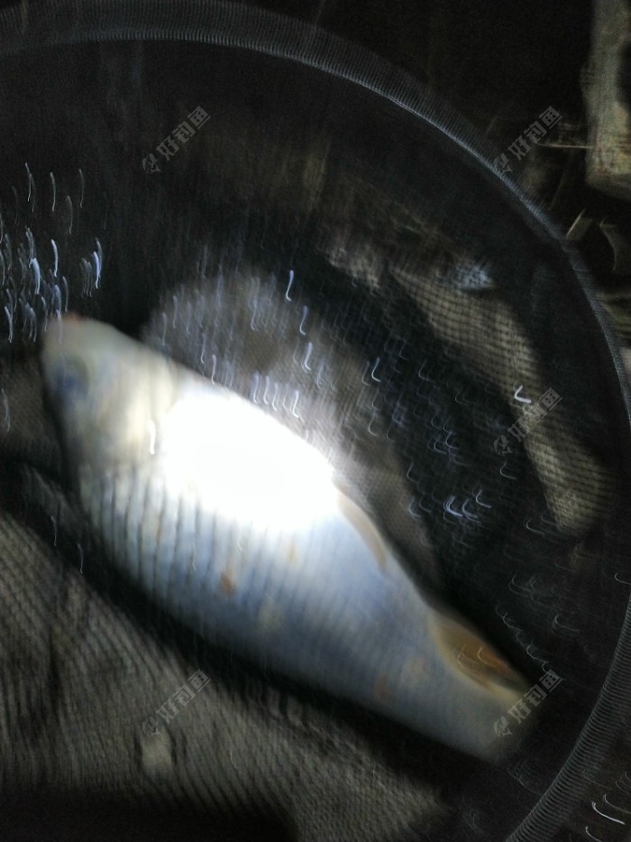 黑坑釣鯉魚技巧_鯉魚黑坑釣法_如何釣黑坑鯉魚