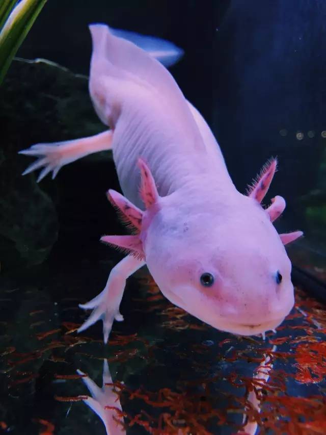 澳洲肺魚 養魚老道，觀賞魚飼養、繁育實踐知識，你知道多少？