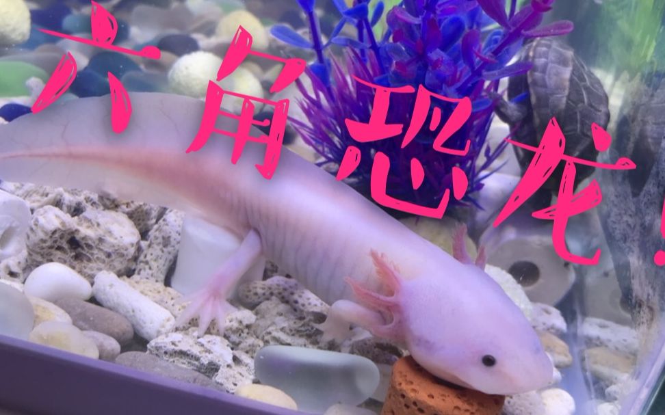 澳洲肺魚_澳洲肺魚用什么呼吸_澳洲肺魚怎么做好吃