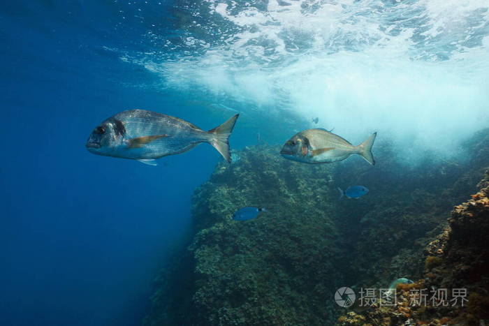 金槍魚產地_金槍魚出產國_金槍魚產地是哪里