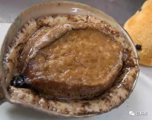 鮑魚的營養價值_鮑魚營養價值高_雞湯燉鮑魚營養價值
