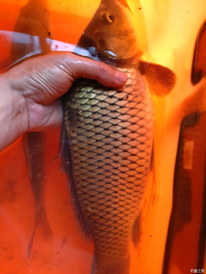 野釣鯉魚調整浮漂的最佳方法，你都知道嗎？