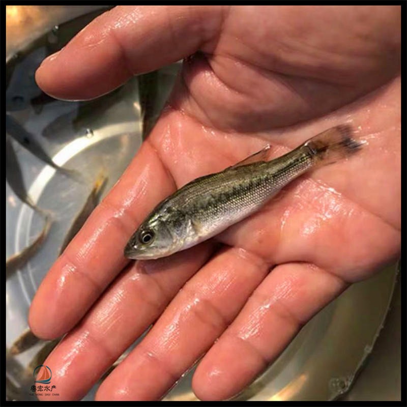 淡水鯧魚_淡水鯧魚好吃嗎_淡水鯧魚多少錢一斤市場價