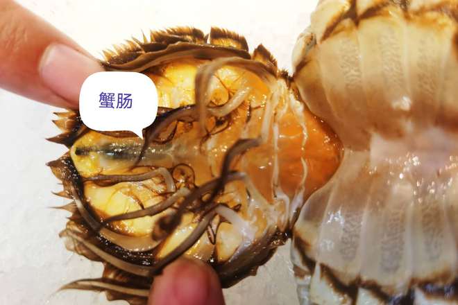 鋸緣青蟹_鋸緣青蟹捕食_鋸緣青蟹是什么科