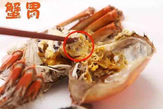 鋸緣青蟹捕食_鋸緣青蟹是什么科_鋸緣青蟹
