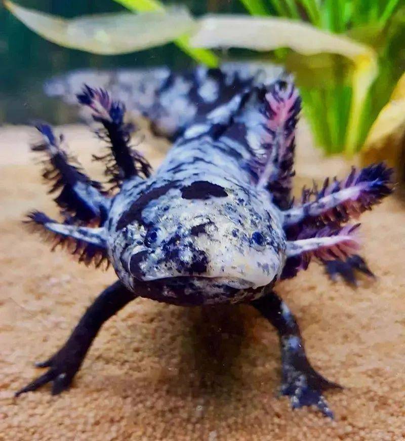 六角恐龍價格多少錢？動物怎么養最好？