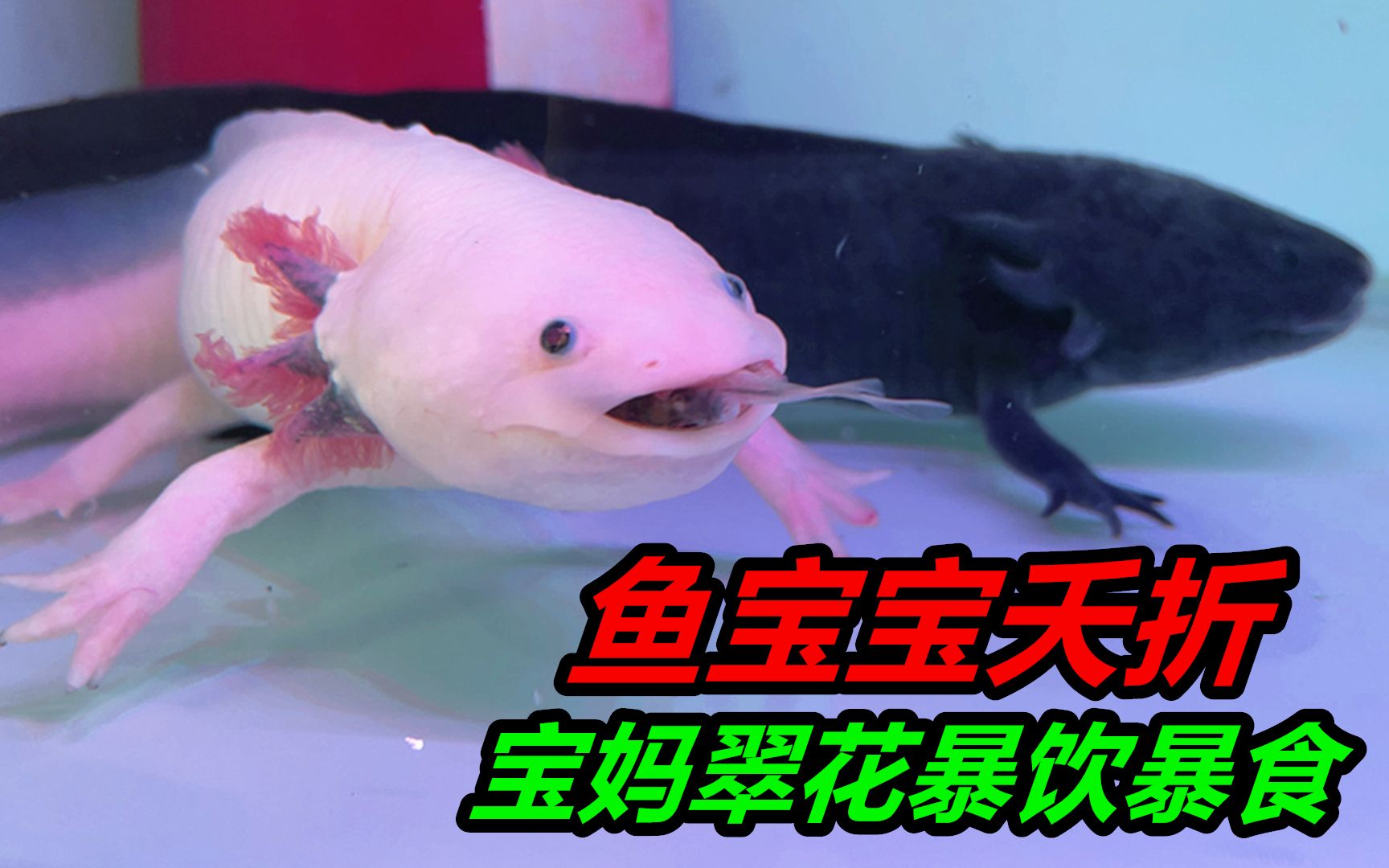 六角恐龍吃法_六角恐龍吃什么_六角恐龍吃肉