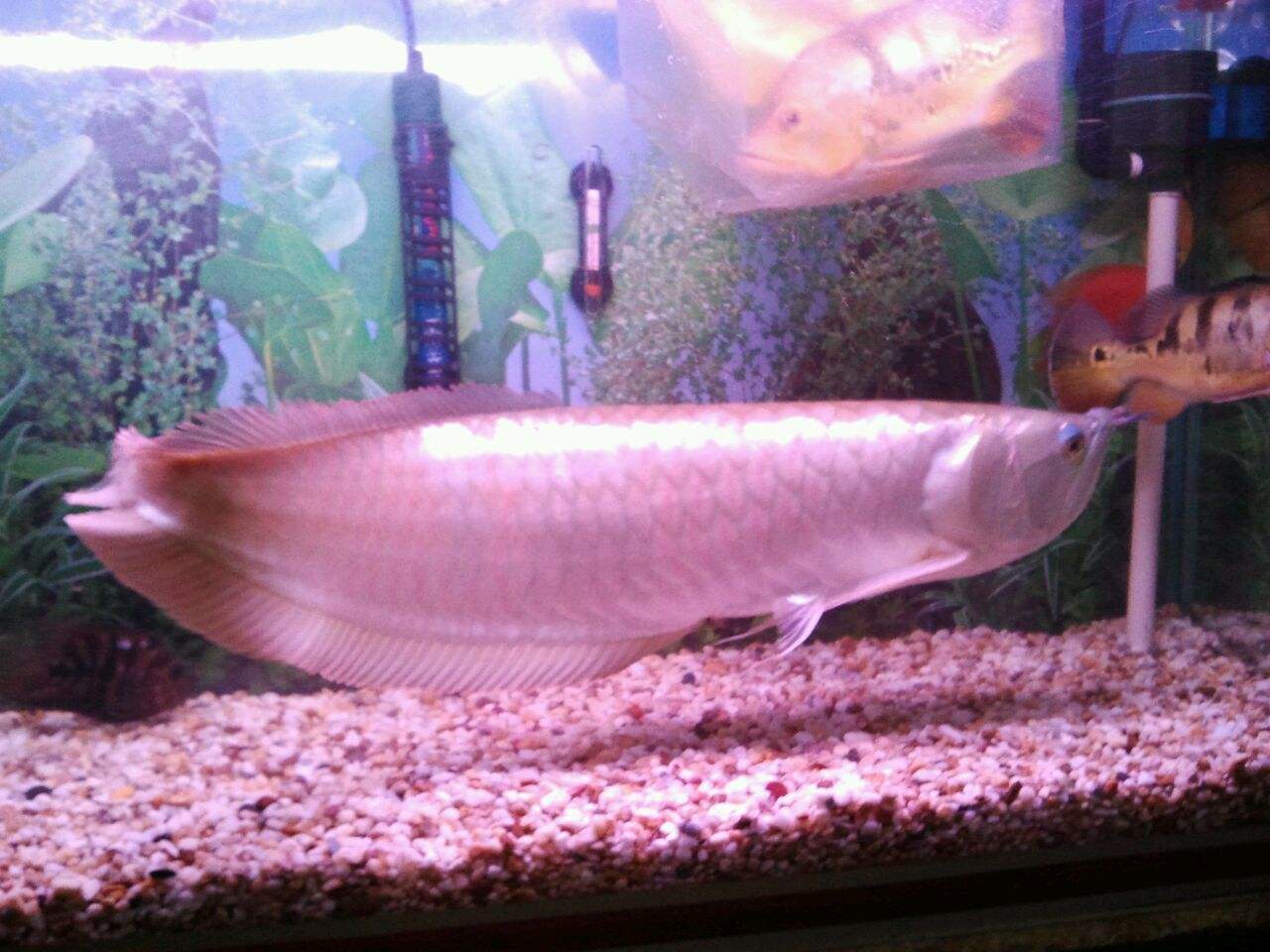 銀龍魚多少錢_銀龍魚值錢嗎_風水魚銀龍