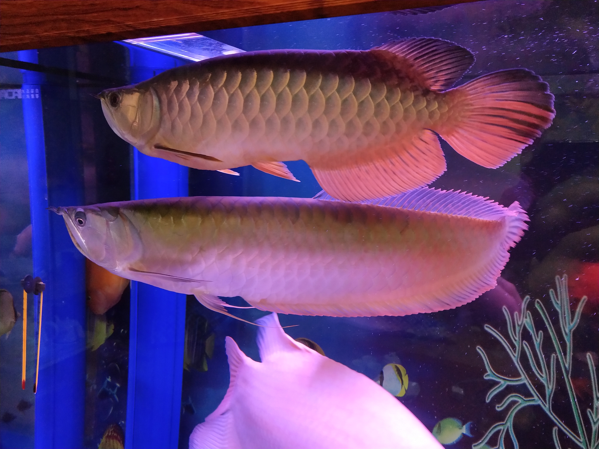 銀龍魚多少錢_風水魚銀龍_銀龍魚值錢嗎