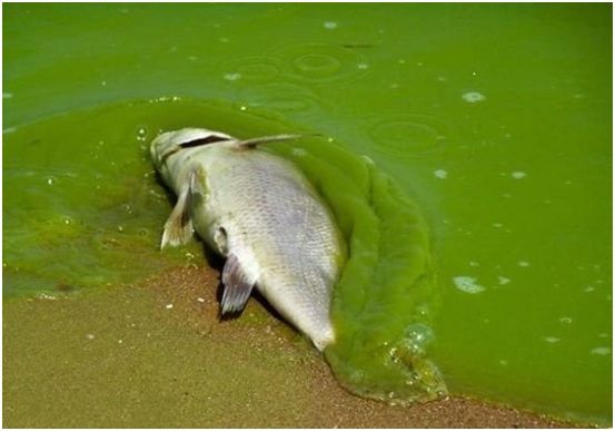 缺氧魚會死嗎_魚在水中有可能缺氧嗎_缺氧水中魚可能有氣泡嗎