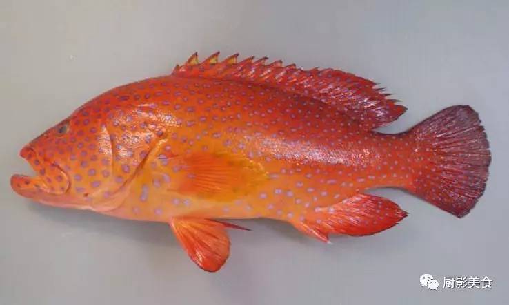 紅斑魚多少錢一斤_紅斑魚是什么魚_紅斑魚的功效與作用
