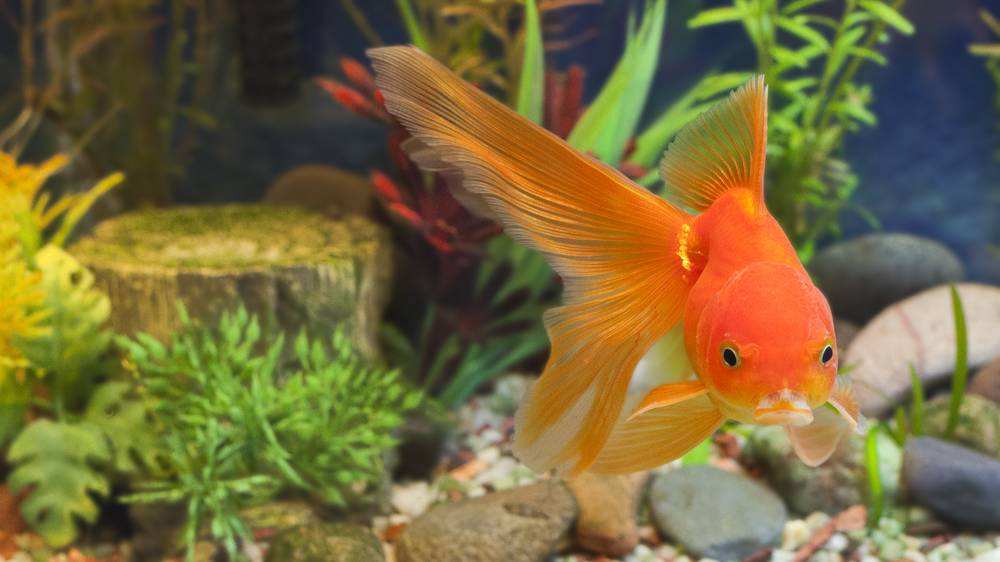 螞蟻莊園：小雞寶寶考你：魚在水中有可能缺氧嗎？