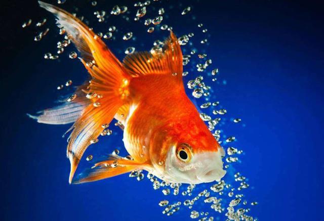 缺氧養魚會污染水嗎_缺氧魚_魚在水中有可能缺氧嗎