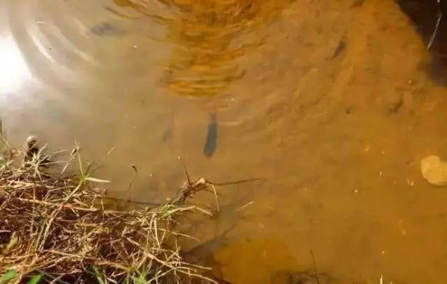 缺氧魚_魚在水中有可能缺氧嗎_缺氧養魚會污染水嗎