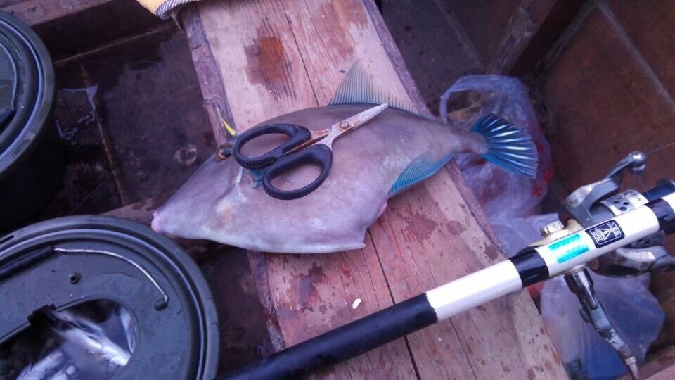 新手釣魚：2022年高性價比魚竿推薦