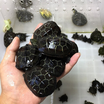 烏龜養好不好_烏龜養好了能送你走什么意思_十大最好養的烏龜