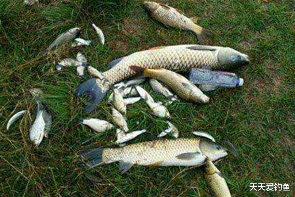 鳊魚圖片_鳊魚_鳊魚怎么做好吃