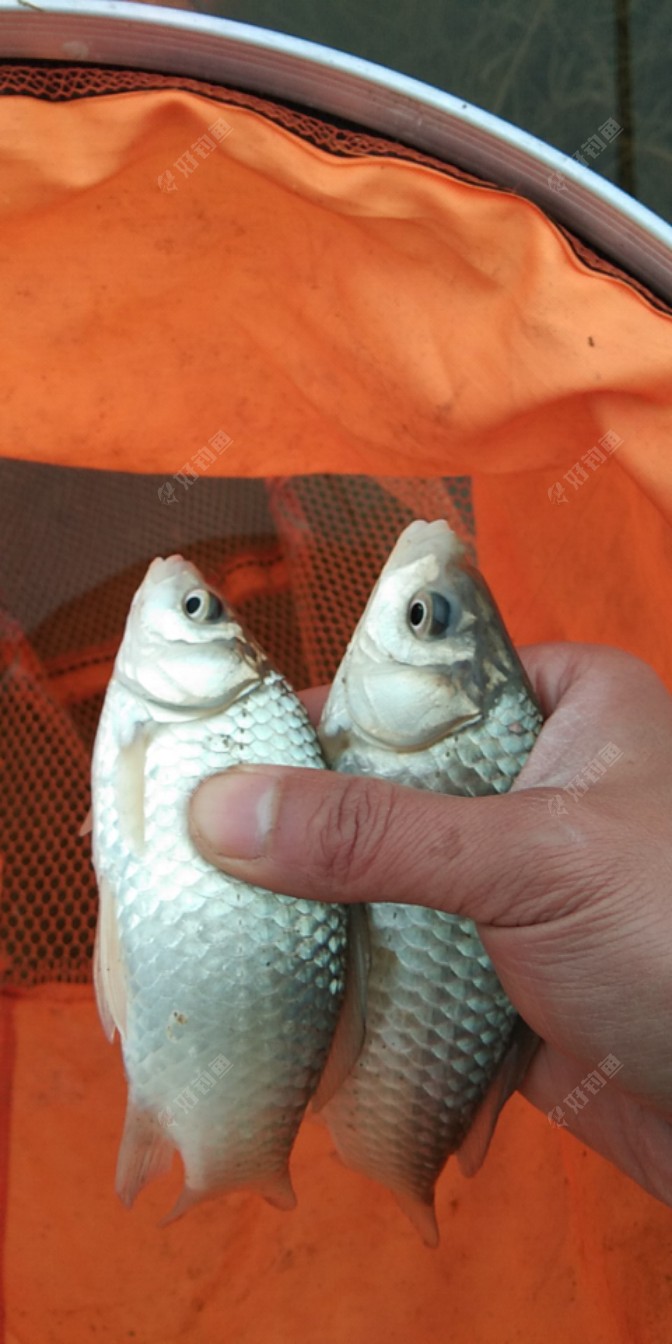 鳊魚紅燒_鳊魚_鳊魚怎么做好吃