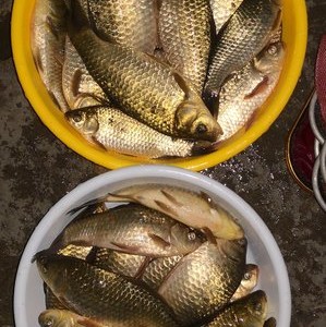 釣魚渾水釣深還是釣淺_渾水釣魚_釣魚渾水和清水該怎么釣