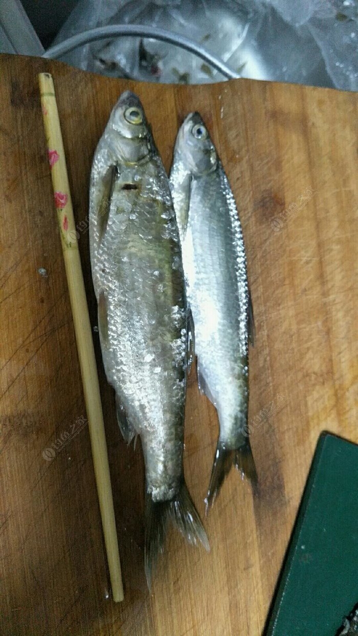 釣魚渾水釣深還是釣淺_渾水釣魚_釣魚渾水和清水該怎么釣