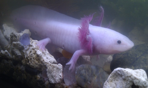 渾水釣魚_釣魚渾水釣深還是釣淺_釣魚渾水用什么餌最好