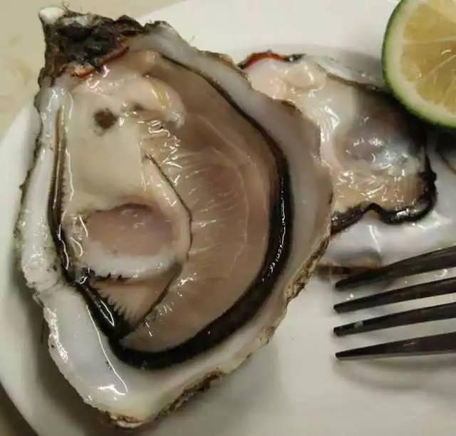 埃及胡子鯰_埃及胡子鯰能吃嗎_埃及胡子鯰能長多大