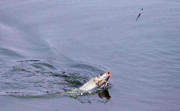 渾水釣魚_釣魚渾水和清水該怎么釣_釣魚渾水用什么餌最好