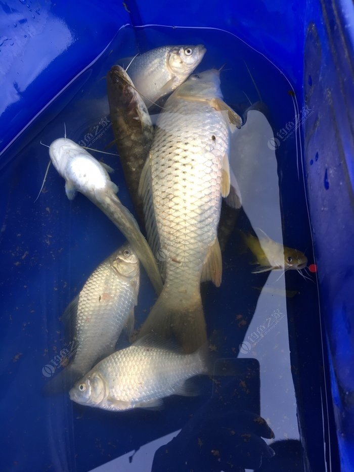 釣魚渾水和清水該怎么釣_渾水釣魚_釣魚渾水用什么餌最好