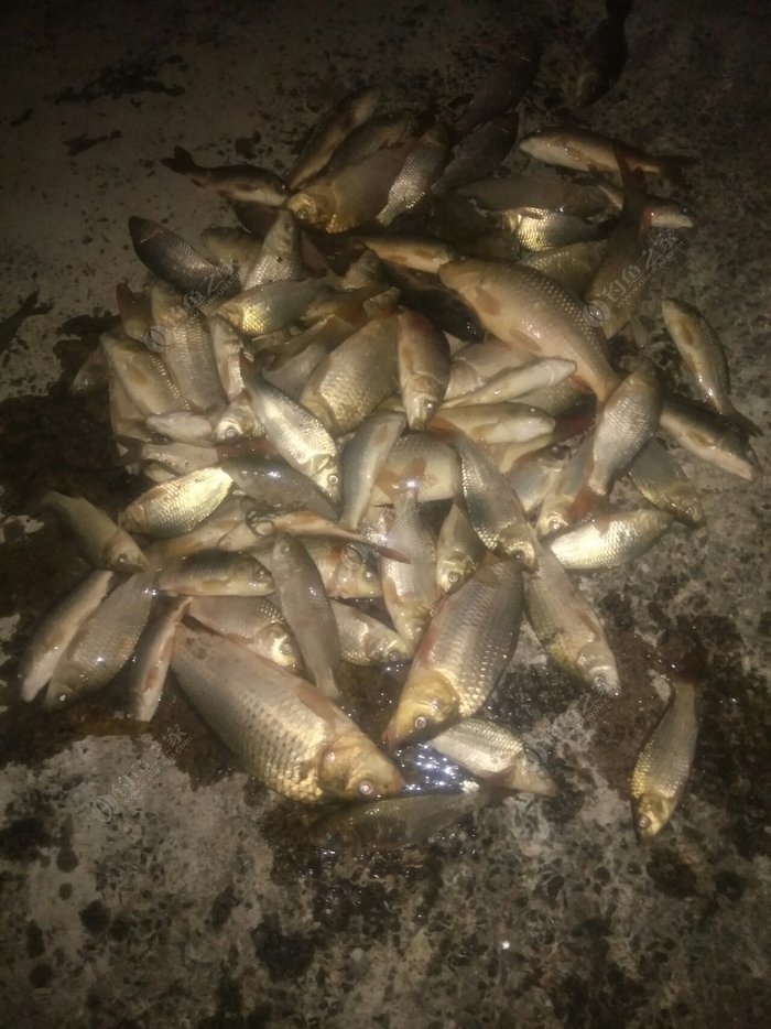 釣魚渾水釣深還是釣淺_渾水釣魚_釣魚渾水和清水該怎么釣