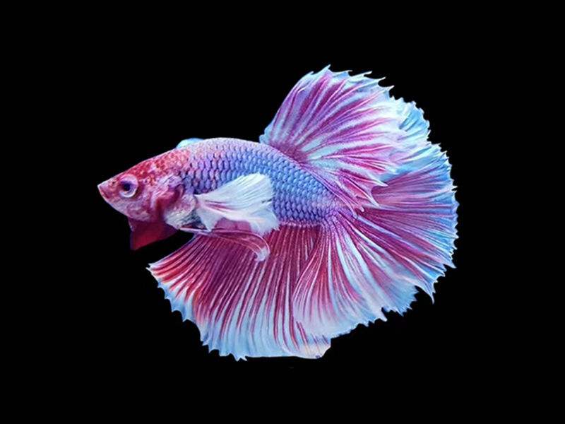 斗魚水溫馬尾的飼養方法有哪些呢？如何適時換水