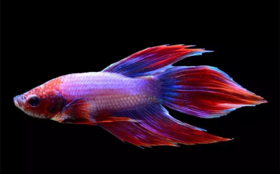 馬尾斗魚如何分公母圖解_馬尾斗魚_馬尾斗魚壽命