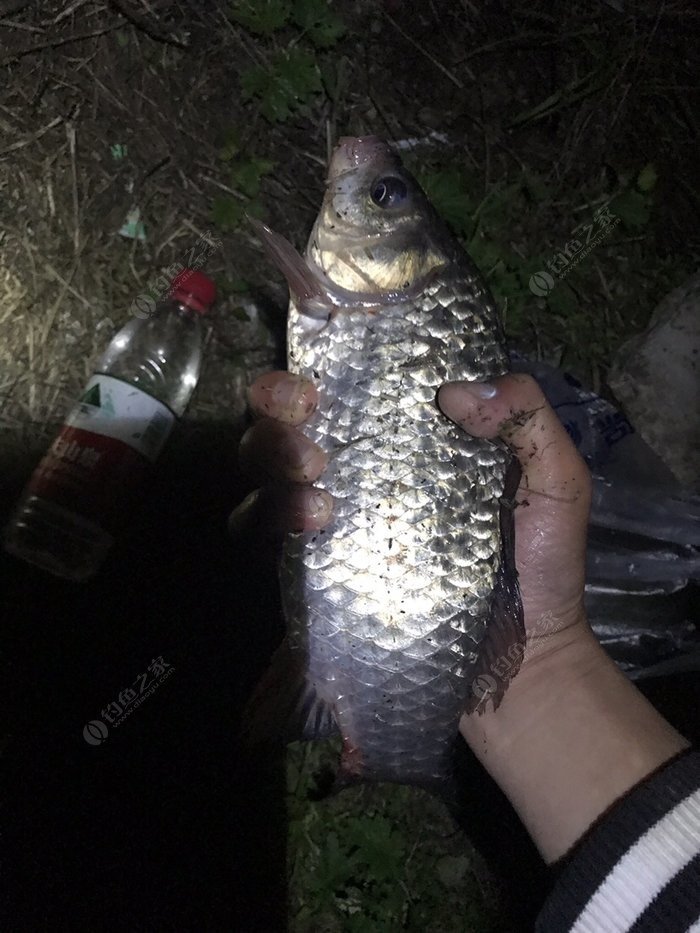 釣水庫鯽魚什么餌料好_釣水庫鯽魚要多長深竿_水庫釣鯽魚