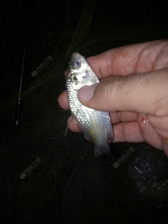 釣水庫鯽魚要多長深竿_釣水庫鯽魚什么餌料好_水庫釣鯽魚