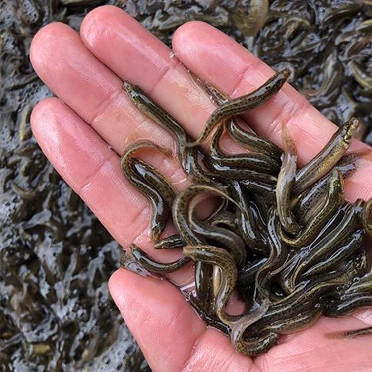 泥鰍混養_泥鰍混養什么魚最好_泥鰍混養技術